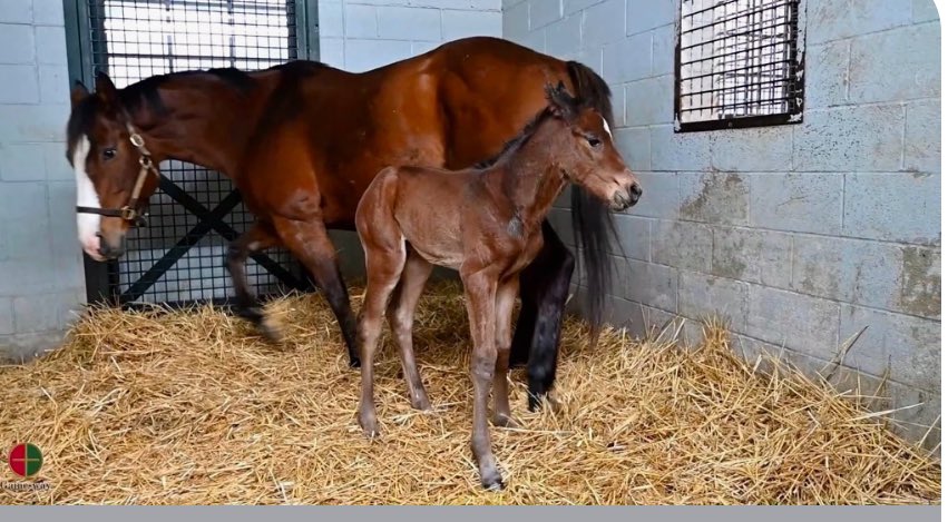 THE PRINCESS (COVFEFE/OLYMPIAD) WAS BORN THIS MORNING <a href="/Gainesway/">Gainesway</a> MORE PICTURES AND VIDEOS TO SHARE LATER. SHE’S A BIG GIRL! AND OF COURSE SO LOVED
💙💛 👸🥇 <a href="/Alex_Solis_II/">Alex Solis II</a> <a href="/litt_jason/">Jason Litt</a> <a href="/MadisonScott157/">Madison Scott</a> <a href="/bradcoxracing/">Brad H. Cox Racing</a>