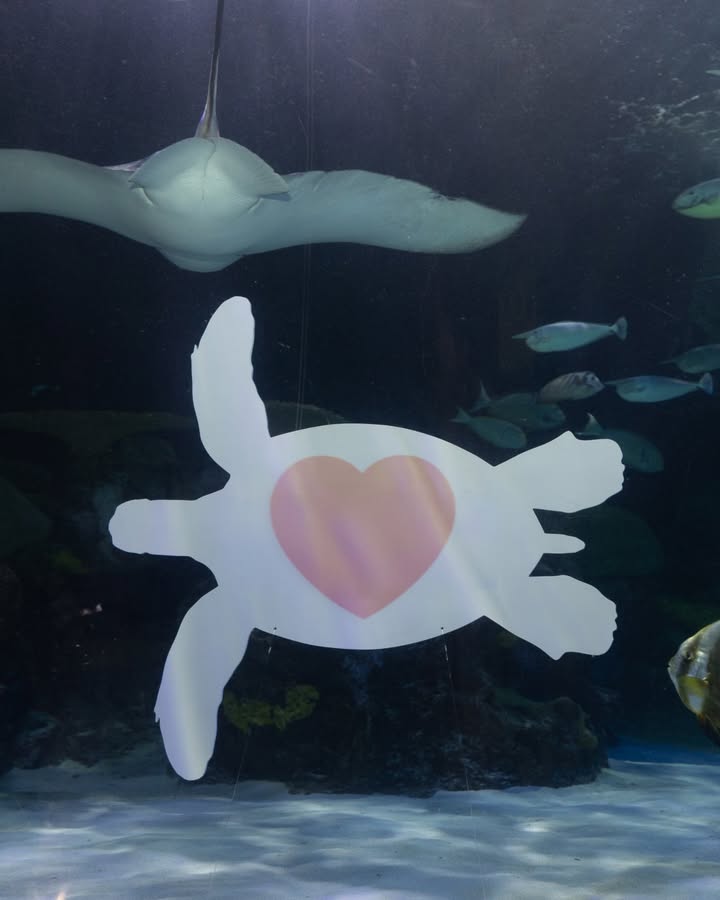 VAAquarium's tweet photo. There's just a few tickets left for ValenTide's! Already have tickets? Buy an underwater sign with a custom message for your valentine to display at the event! https://t.co/dmpzqqtxwC

Photo 1: Silhouette of couple kissing in front of exhibit.
Photo 2: Underwater sign with heart. https://t.co/BwgWKUCnCe
