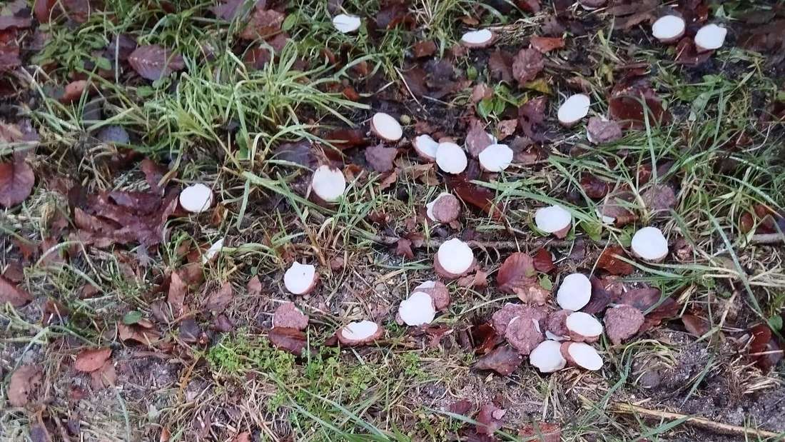 Ein Spaziergänger hat in den vergangenen Wochen gleich mehrmals illegal entsorgt Essensreste im Wald entdeckt. Nun hat die Gemeindeverwaltung reagiert. 🥫
➡️ow.ly/E9U650UYvfZ