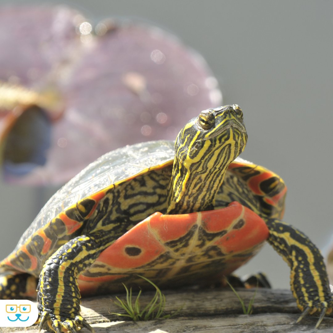 Point Vicente Animal Hospital tweet media