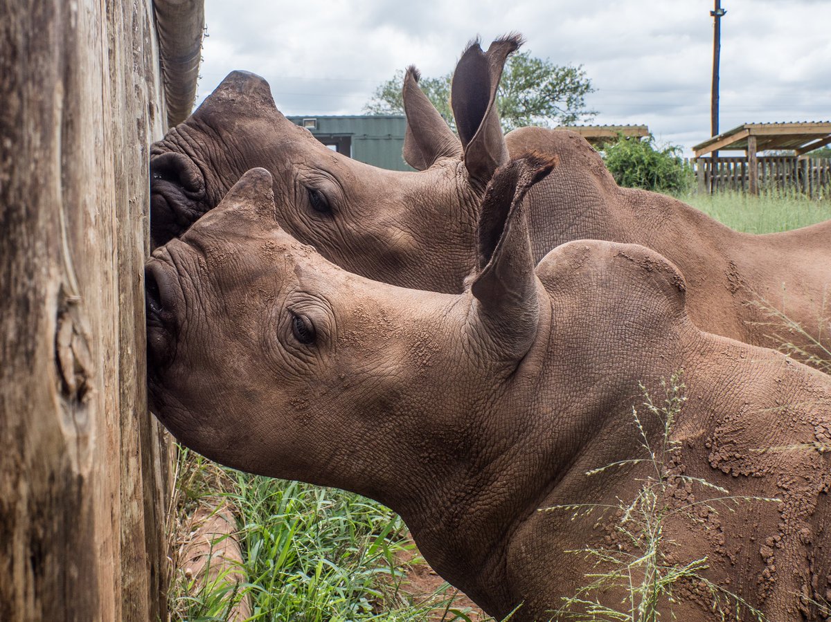 Missed the last post for #ValentinesDay? Or just want to be a bit greener this year? Send a virtual card via <a href="/dontsendmeacard/">DontSendMeACard.com</a> and support our #rhinoconservation work at the same time 💞🦏
dontsendmeacard.com/ecards/chariti…