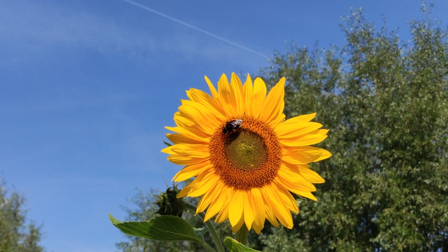 Iedereen kan voortaan de Nationale Databank Flora en Fauna  gratis raadplegen. Hierin staan ruim 200 miljoen gecontroleerde waarnemingen van plant- en diersoorten. De Flora &amp; Fauna Verkenner is de toegangspoort.