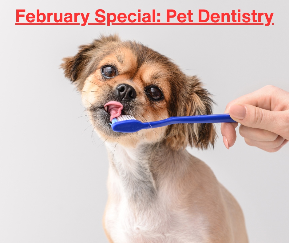 Shores Animal Hospital tweet media