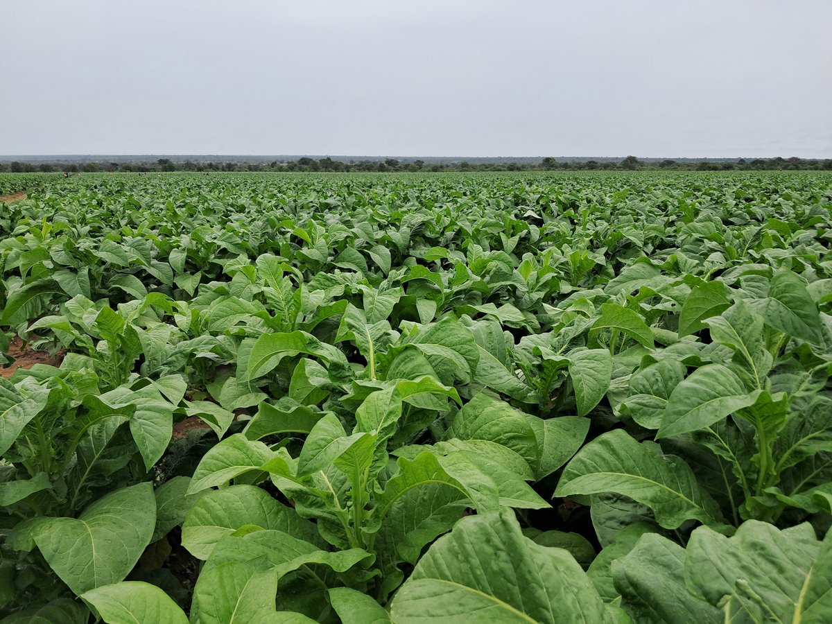 Topping done. Reaping commencing soon. PVH 2275 from Profigen Brazil.