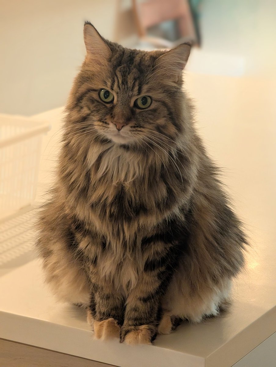 initialgallery's tweet photo. ツンデレ😺 https://t.co/fezPU6SJjn