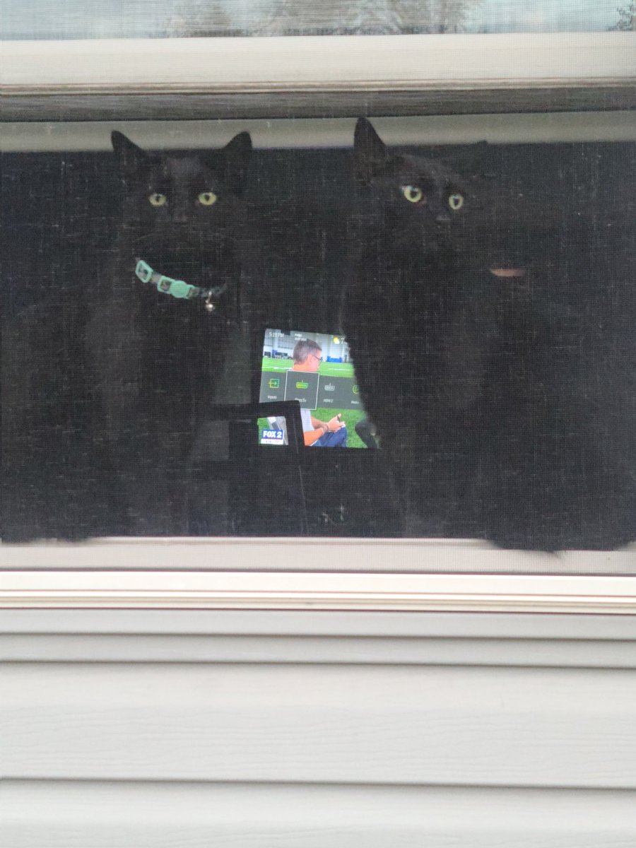 MrsLionsFan's tweet photo. @FOX2News #TheNoon @leethomastv Two cats are enough so they can play with each other while you're at work. Meet Theodore and Alvin (Someone adopted Simon before I got there). https://t.co/gD5n2ZmINf