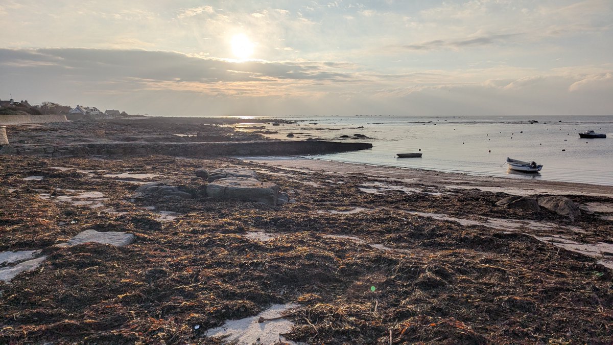 Short trip to Brittany yielded 113 bird species, inc. 15 Middle Spotted Woodpecker, Short-toed Treecreeper, Cirl Bunting, Serin, Crested Tit, Ring-necked Duck, Snow Bunting, Hen Harrier, 15 Little Gull, 10 Black-necked &amp; Slav. Grebe, Eider, 3 divers, 1000s waders, Brents &amp; scoter