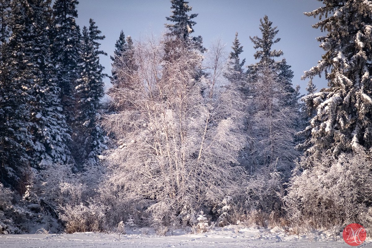 Pretty winter ;)

#yeg #alberta #elkislandnp #nature #naturephotography #winter #forest
