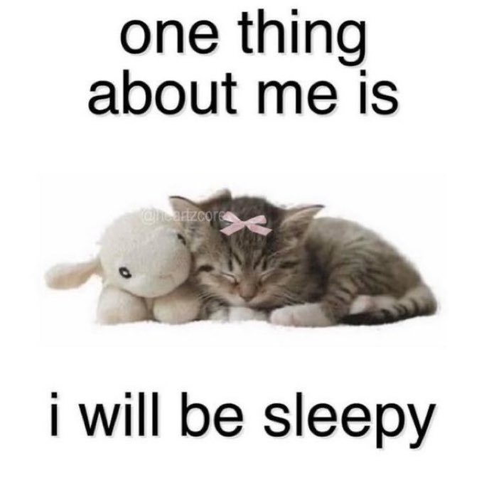 animals wearing bows (@animalswithbows) on Twitter photo 