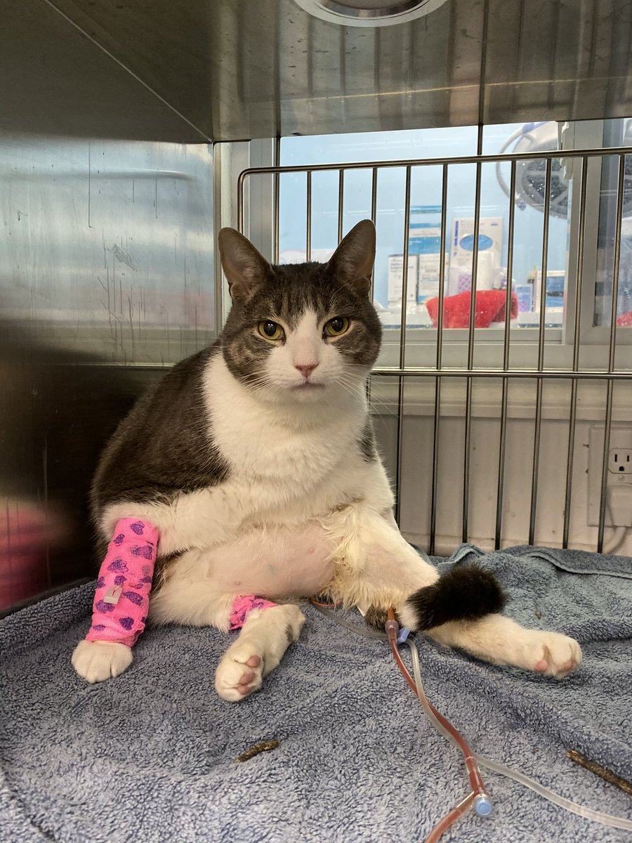 theLoncar's tweet photo. Mishu has been diagnosed with cancer and I need help paying for continued treatments. Please help us!! 

https://t.co/q6pDmVWOCF https://t.co/9PDVHWs5Ml