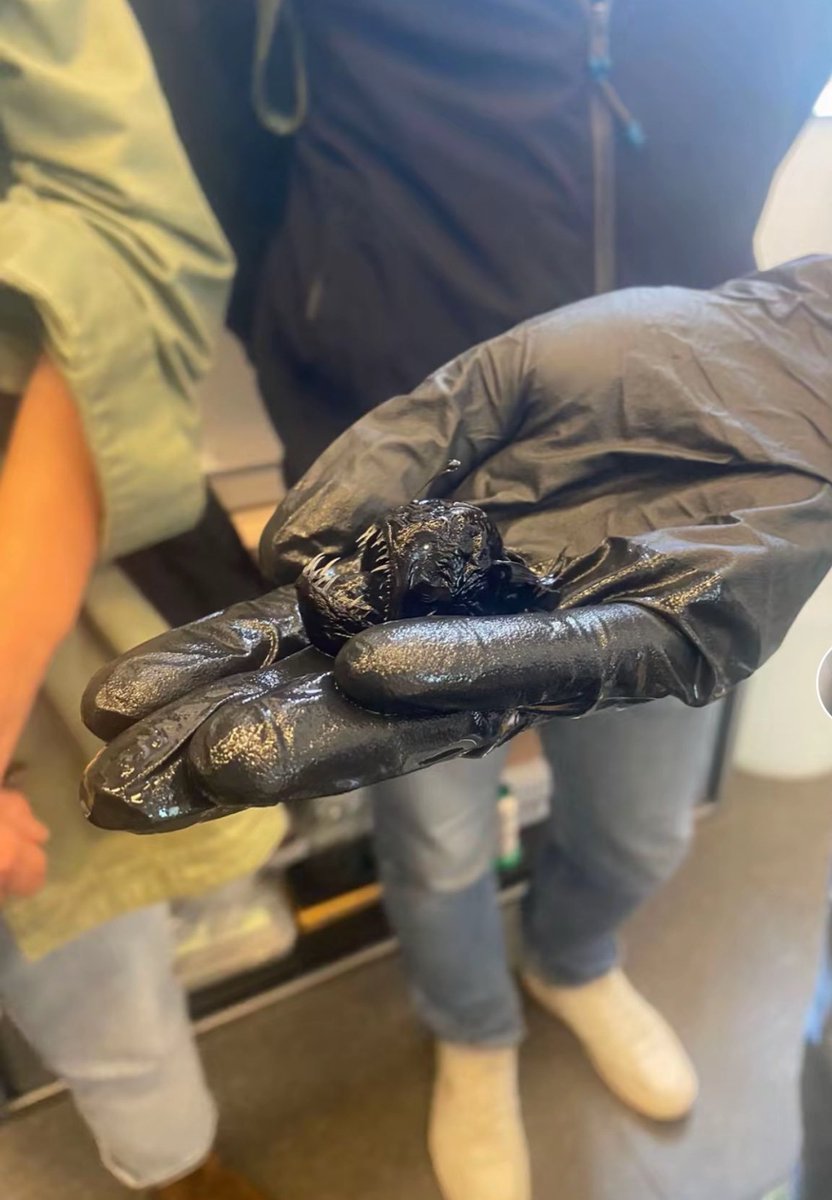 Arriba de la amarok / Abajo de la amarok.