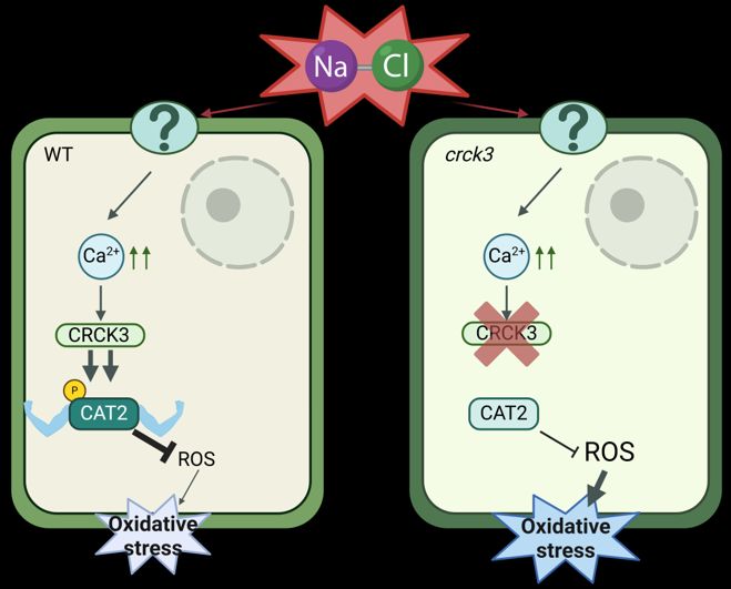 NEWS &amp; VIEWS:  When the CAT wants to play: The role of interaction between CRCK3 and CAT2 in Arabidopsis salt stress tolerance (Sara Selma) doi.org/10.1093/plphys…