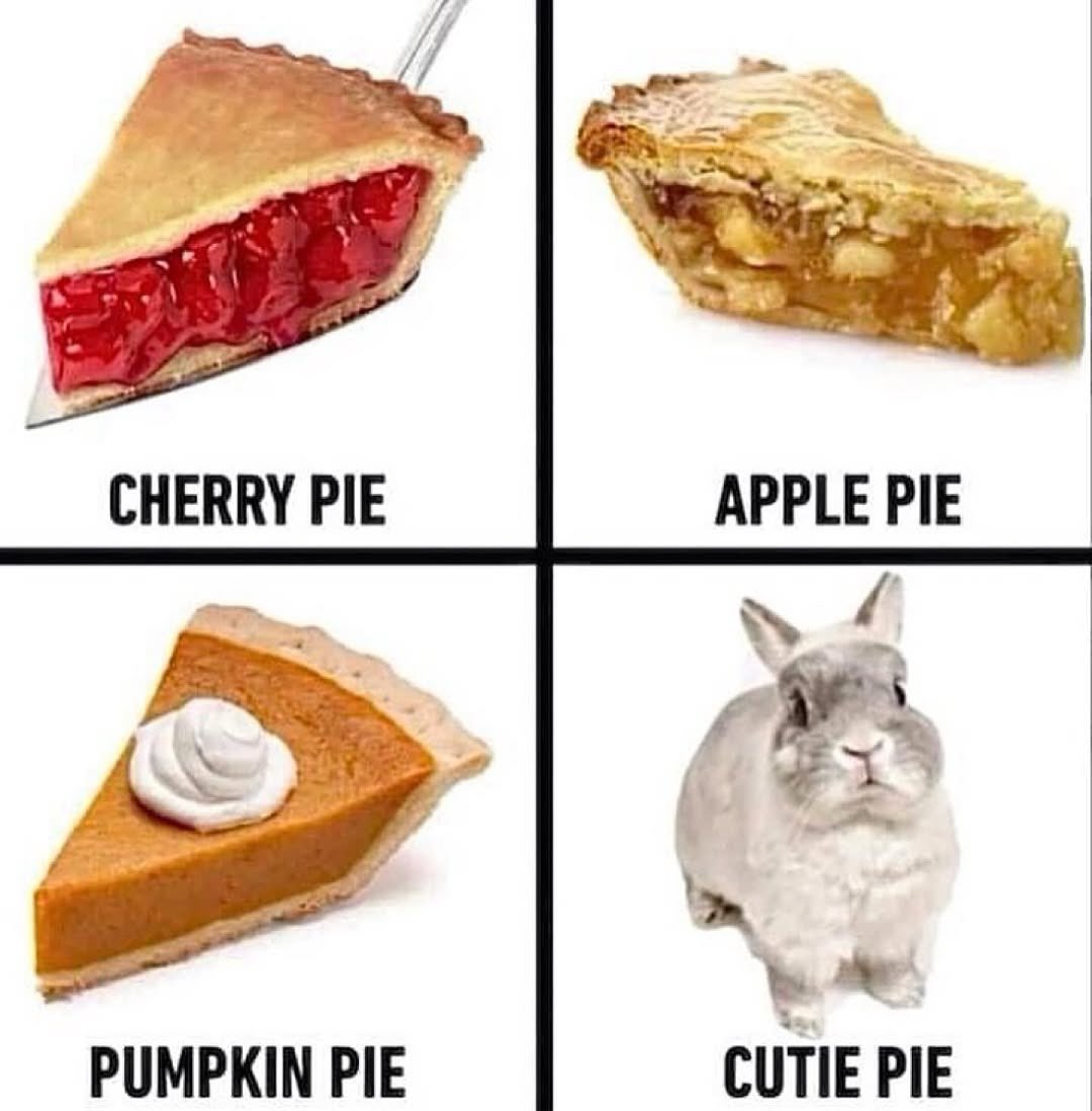 Bunnies (@bunnies) on Twitter photo 