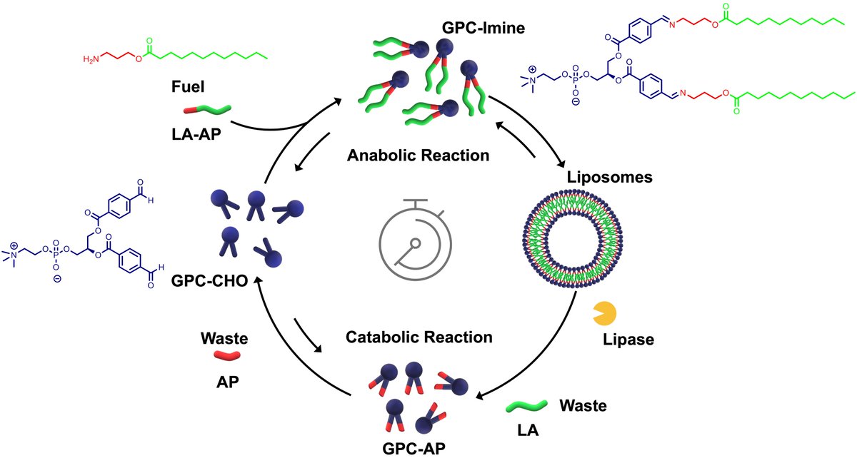 Mohit Kumar (@mohit_chemist) on Twitter photo Excited to share our publication in AngewChem showing chemical fuel driven assembly of phospholipid vesicles following a lipid metabolic pathway. A big shout out to <a href="/itsme_AaWee/">Akhil Venugopal</a> and all the collaboraors onlinelibrary.wiley.com/doi/10.1002/an… Excited to share our publication in AngewChem showing chemical fuel driven assembly of phospholipid vesicles following a lipid metabolic pathway. A big shout out to <a href="/itsme_AaWee/">Akhil Venugopal</a> and all the collaboraors onlinelibrary.wiley.com/doi/10.1002/an…