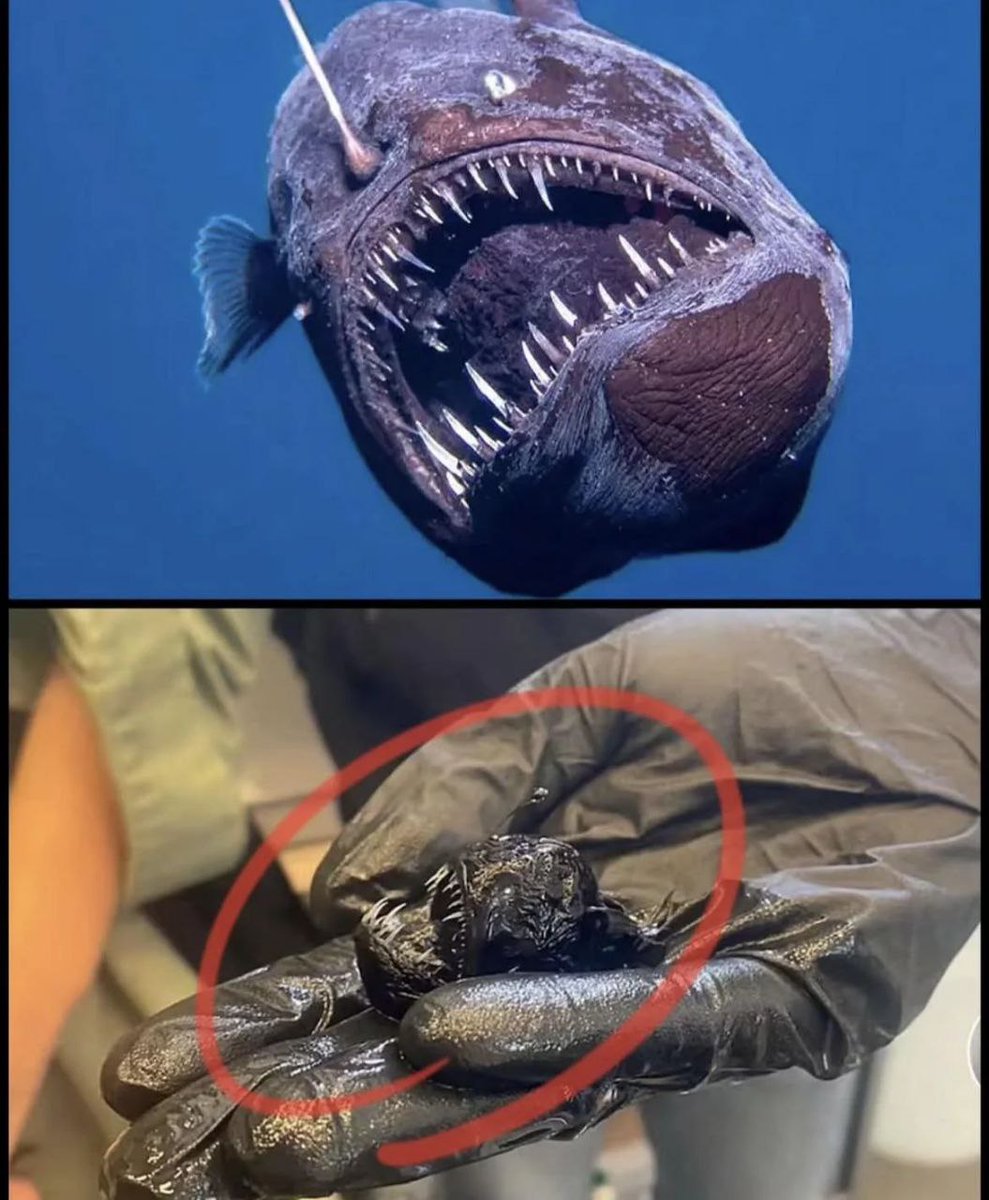 The black devil which was recently observed near the coast of the Canary Islands and caught worldwide attention due to the fact that these species usually inhabit the deep sea, hundreds of meters below, is actually much smaller than people thought—only 6 centimeters.
