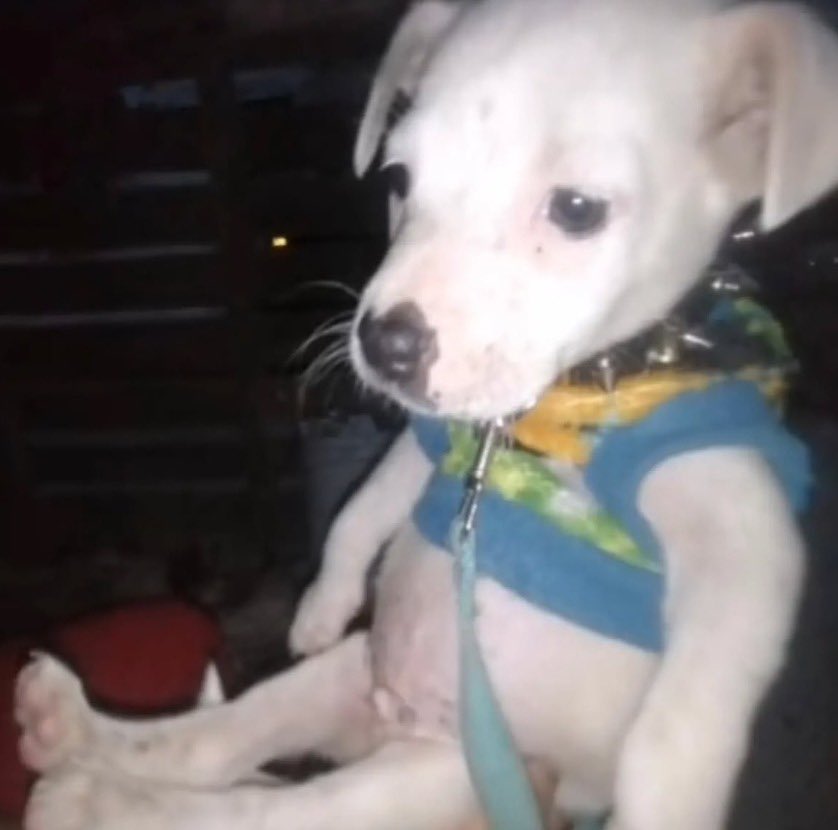 nogueti pra la nogueti pra ca mas nenhum no meu barrigo