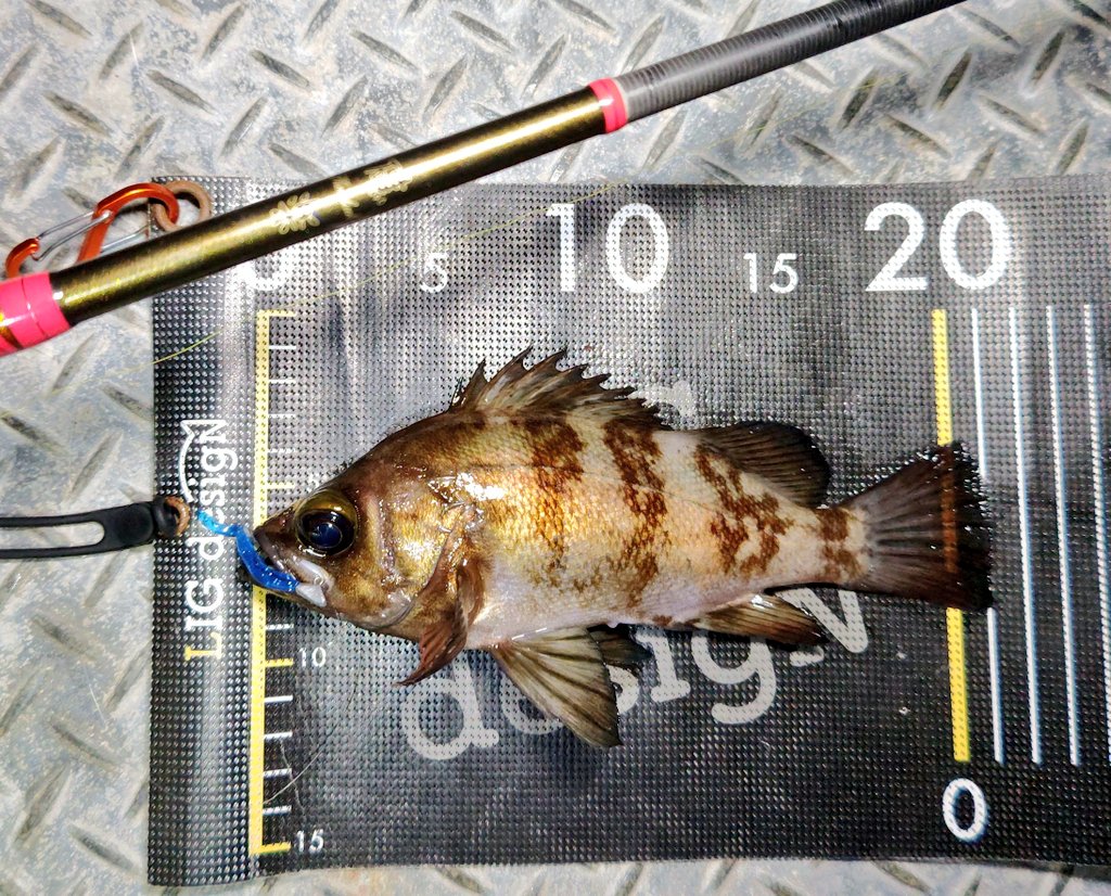 ozaki_garyu's tweet photo. 令和7年2月12日　相馬

メバル5匹
MAX21cm

#PR #OceanRuler #レンジキープVRmini 1g #リグデザイン #アージ #リブリブ #waum #ワウムシャッド40 #ハリクラフト #ゆるふわヘッド 0.3g #リグデザインメジャー #FIDELITY #Azusa96MH
#Megabass #礁楽SL82MLS #フロート 10g 20g #福島県 #相馬港 #メバル https://t.co/0R3jvcAAG5