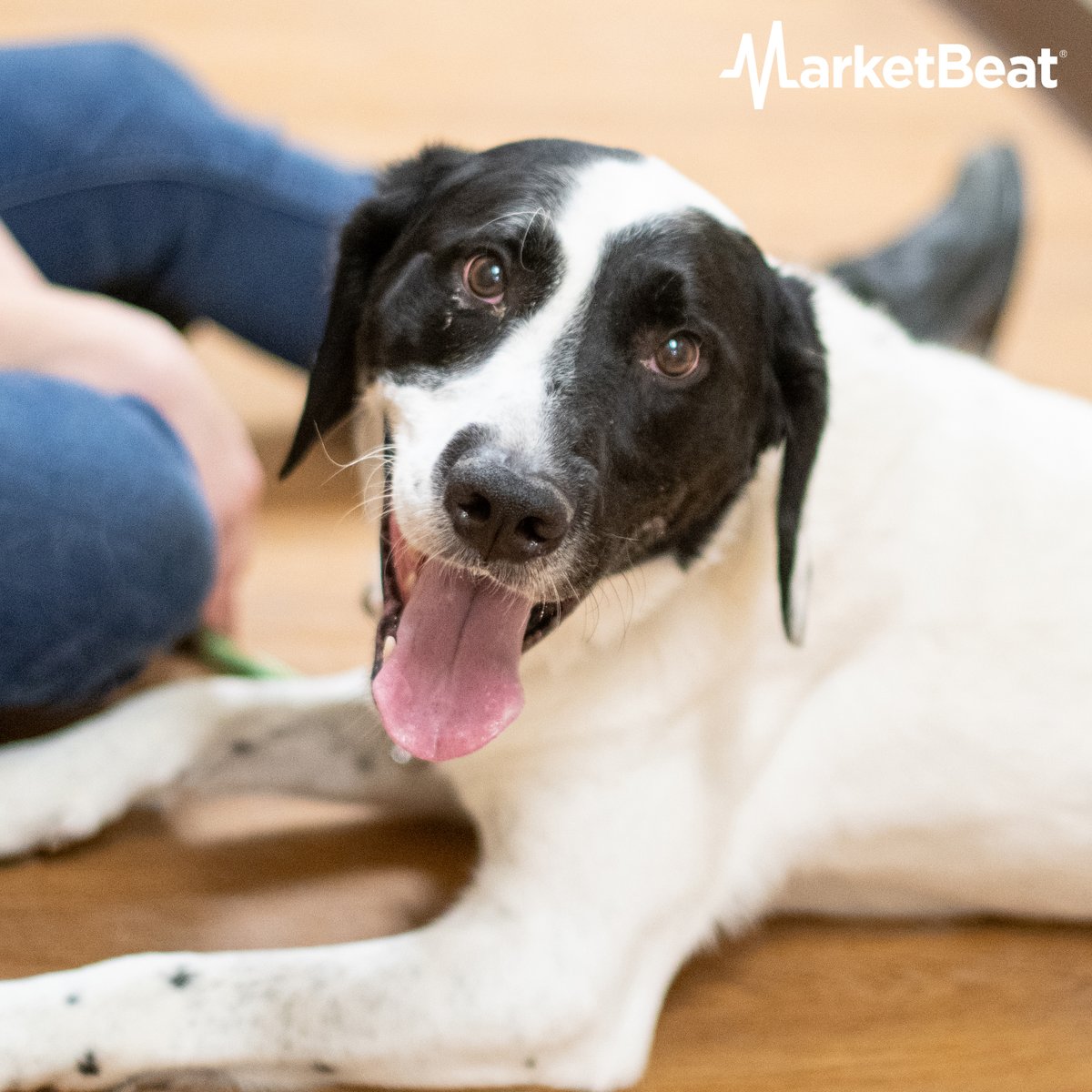 sfadopt's tweet photo. Hi, I’m Zeggy—AKA Mr. Smiles!
And don’t even get me started on playing—I LOVE it! I’ll chase a ball, leap for a toy, and catch like a pro.  If you throw it, I’m on it!  Will you be the one to give me the loving home I’ve been waiting for? https://t.co/uaR7SMuBTl