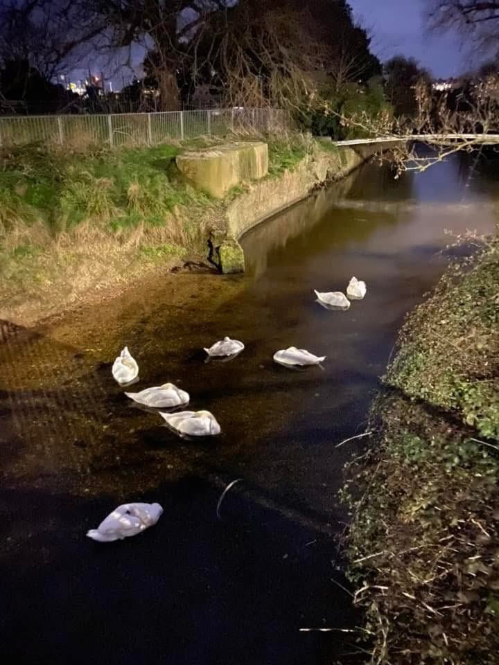 Chris Van Rock (@vanrockchris) on Twitter photo One of those iconic pictures you take - walking back from <a href="/eastbourneuafc/">Eastbourne United AFC</a> through my favourite Eastbourne place - Princes Park - the swans sleeping like cruise ships parked at night - I just had to take it … you can see the floodlights … great club and place 🌈❤️🙏 One of those iconic pictures you take - walking back from <a href="/eastbourneuafc/">Eastbourne United AFC</a> through my favourite Eastbourne place - Princes Park - the swans sleeping like cruise ships parked at night - I just had to take it … you can see the floodlights … great club and place 🌈❤️🙏