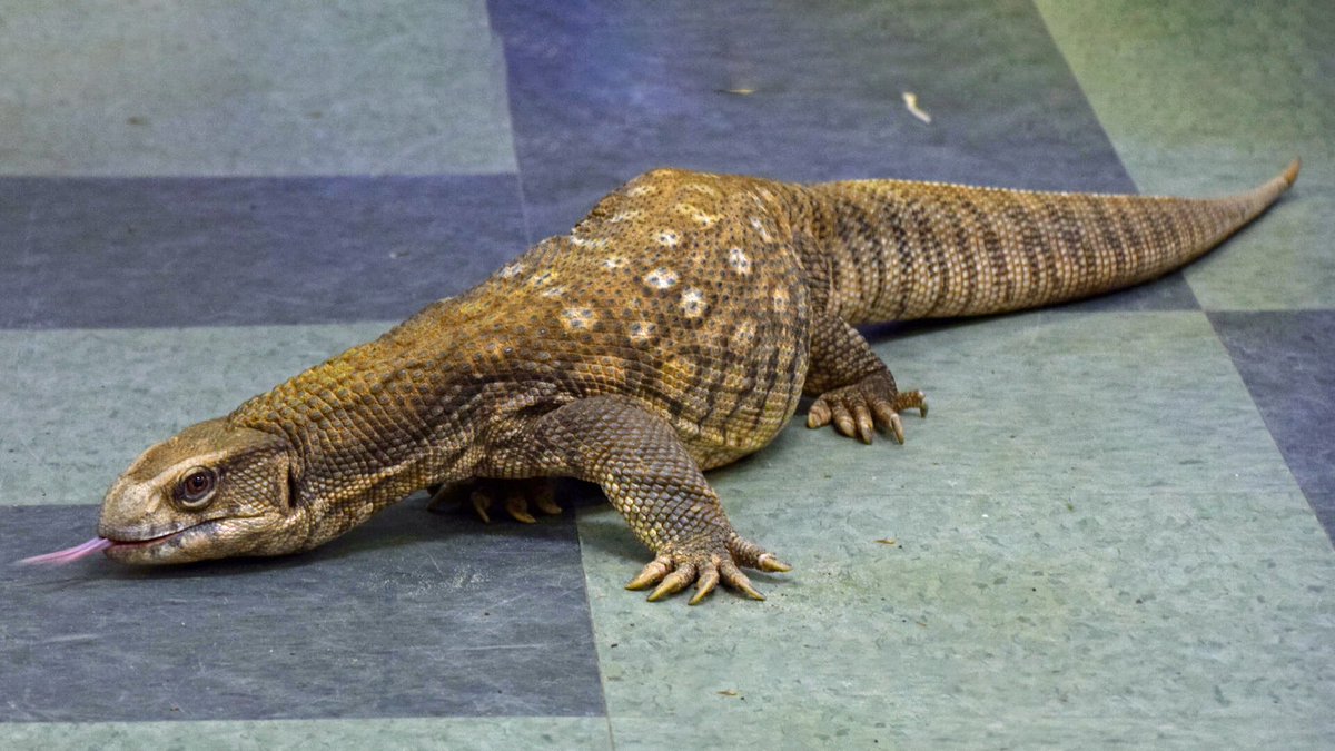 URYComputing's tweet image. Lizard of the week! Savannah monitor
