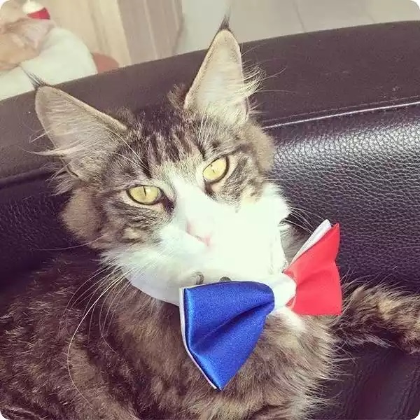 solidgold247's tweet image. It&apos;s #WednesdayWhiskers time again 😺🐈🐾

#ForeverHomes #CatVibes #MyCatDoesThat #TabbyTroop   
#CatLife #MeowMagic #AdoptDontShop #CatsOfX