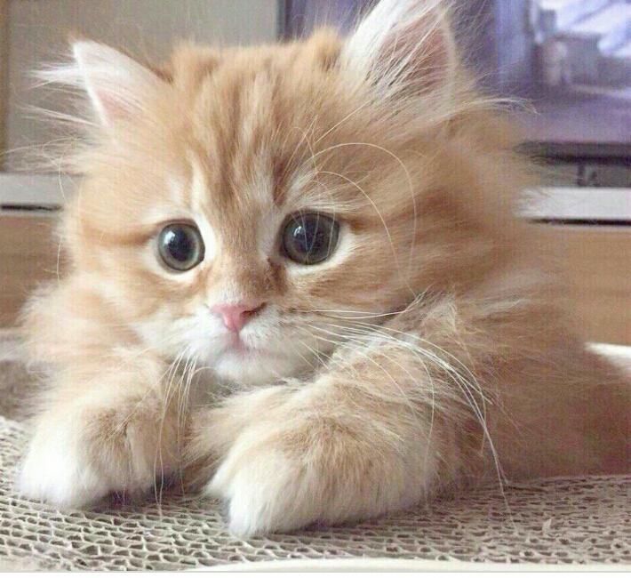 solidgold247's tweet image. It&apos;s #WednesdayWhiskers time again 😺🐈🐾

#ForeverHomes #CatVibes #MyCatDoesThat #TabbyTroop   
#CatLife #MeowMagic #AdoptDontShop #CatsOfX