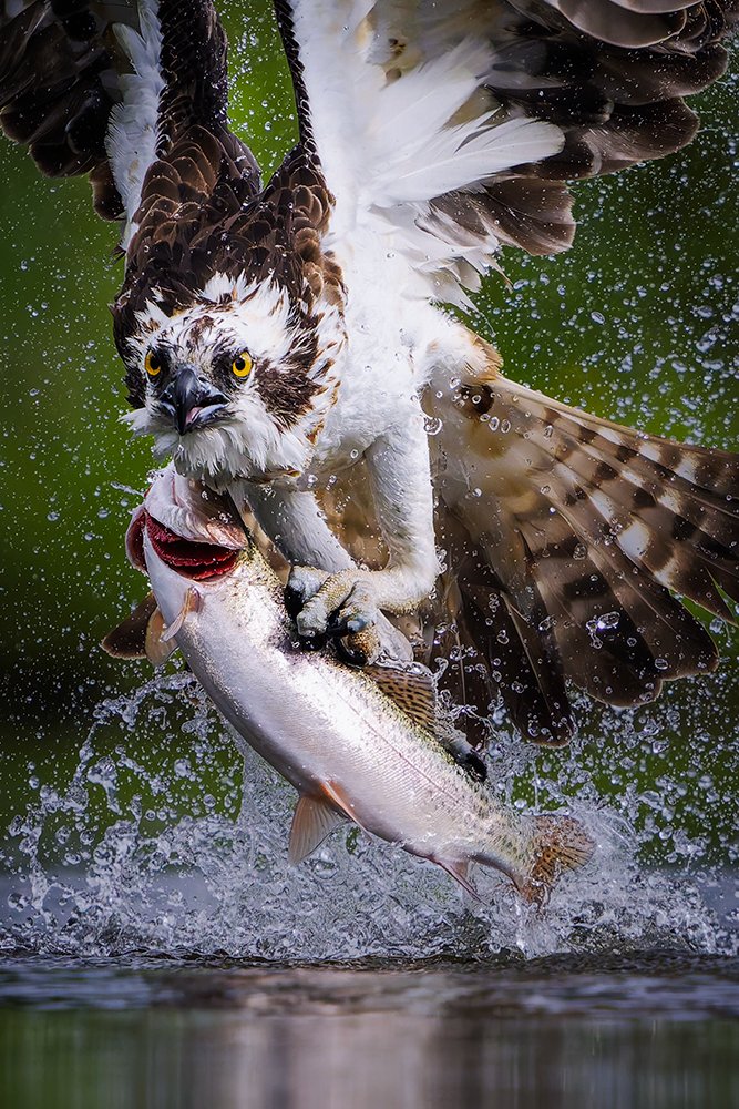 CrustyDemon999's tweet photo. @SonyAlpha Sony A1 &amp; 200-600G https://t.co/BDDvKAVfYu