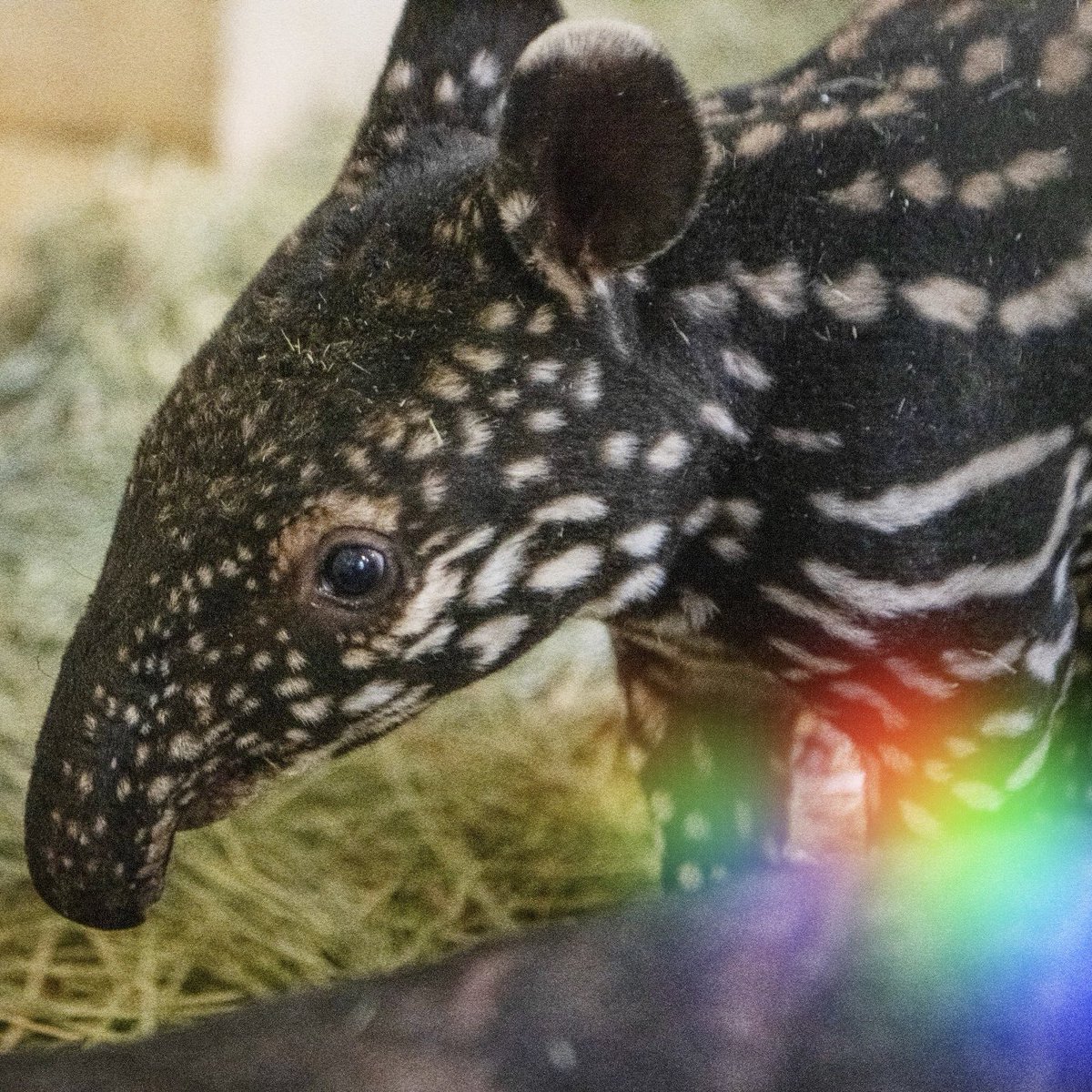UmeTapir's tweet photo. A rare and adorable baby Tapir. $Ume.

CA: 3gV3t7Y9zsd7wNjGXXukn2RT81vfH46hA3oEcHgVpump

Chart: https://t.co/zV1wRWbyES https://t.co/sJWmBcwQKy