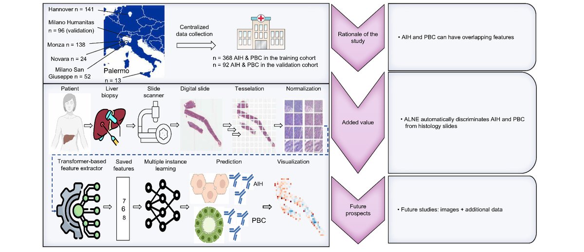 JHEP_Reports's tweet image. ❗️Deep learning helps discriminate between autoimmune hepatitis and primary biliary cholangitis

🔓#OpenAccess at👉jhep-reports.eu/article/S2589-…

#LiverTwitter 
#cholangitis
#AI 
🙏@jnkath et al.
