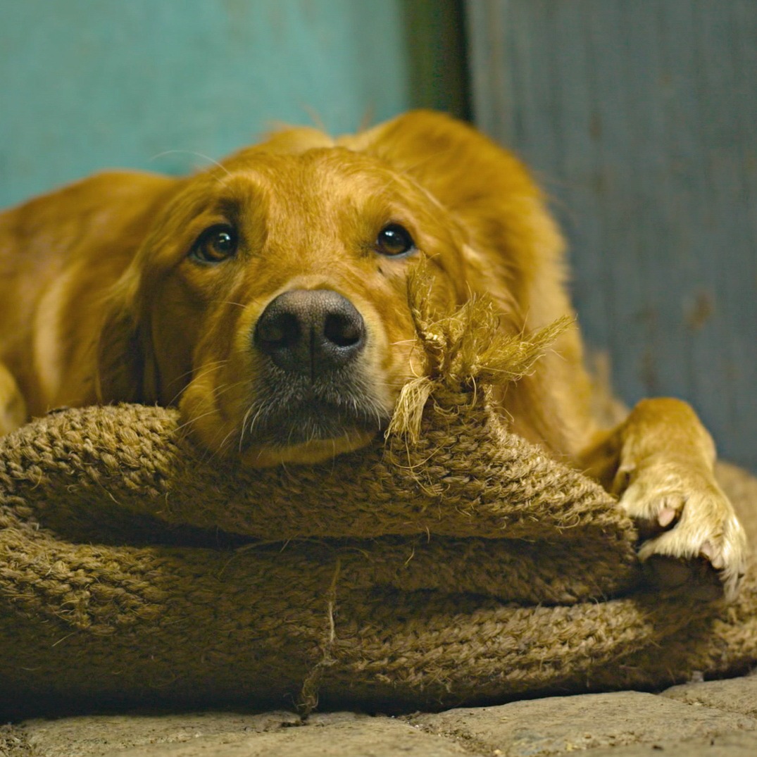 Friday 14 March marks the start of our new series. Yippee! But before then, Ned would like to announce that we have four compilations coming your way starting THIS Friday at 8pm on BBC Two. More details to follow tomorrow 🐶 🌹 🌿 #GardenersWorld #FlowersOnFriday #Gardening