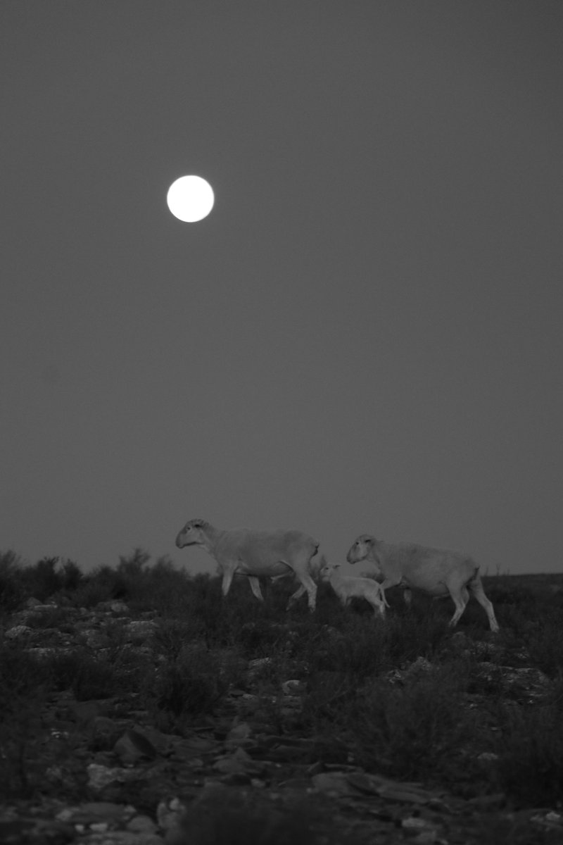 Le Roux Schoeman (@skoemann) on Twitter photo 