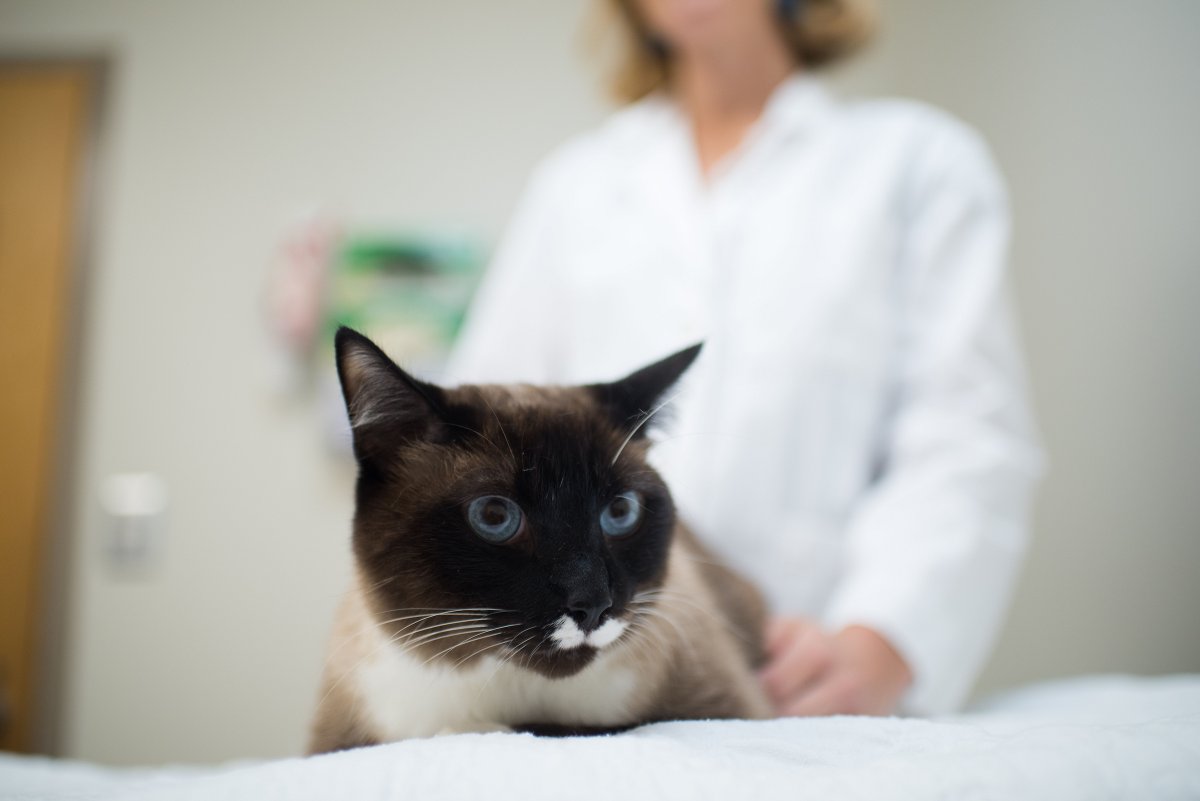 NC State Vet Medicine (@ncstatevetmed) on Twitter photo WHY DO CATS CLOT? In an innovative study, second-year #NCStateVetMed cardiology resident Dr. Leo Ragazzo and cardiology professor Dr. Terri DeFrancesco aim to better understand risk factors for feline arterial thromboembolism.
ncst.at/akrL50UWVKy
#HeartMonth <a href="/everycathealth/">EveryCat Health Foundation</a> WHY DO CATS CLOT? In an innovative study, second-year #NCStateVetMed cardiology resident Dr. Leo Ragazzo and cardiology professor Dr. Terri DeFrancesco aim to better understand risk factors for feline arterial thromboembolism.
ncst.at/akrL50UWVKy
#HeartMonth <a href="/everycathealth/">EveryCat Health Foundation</a>