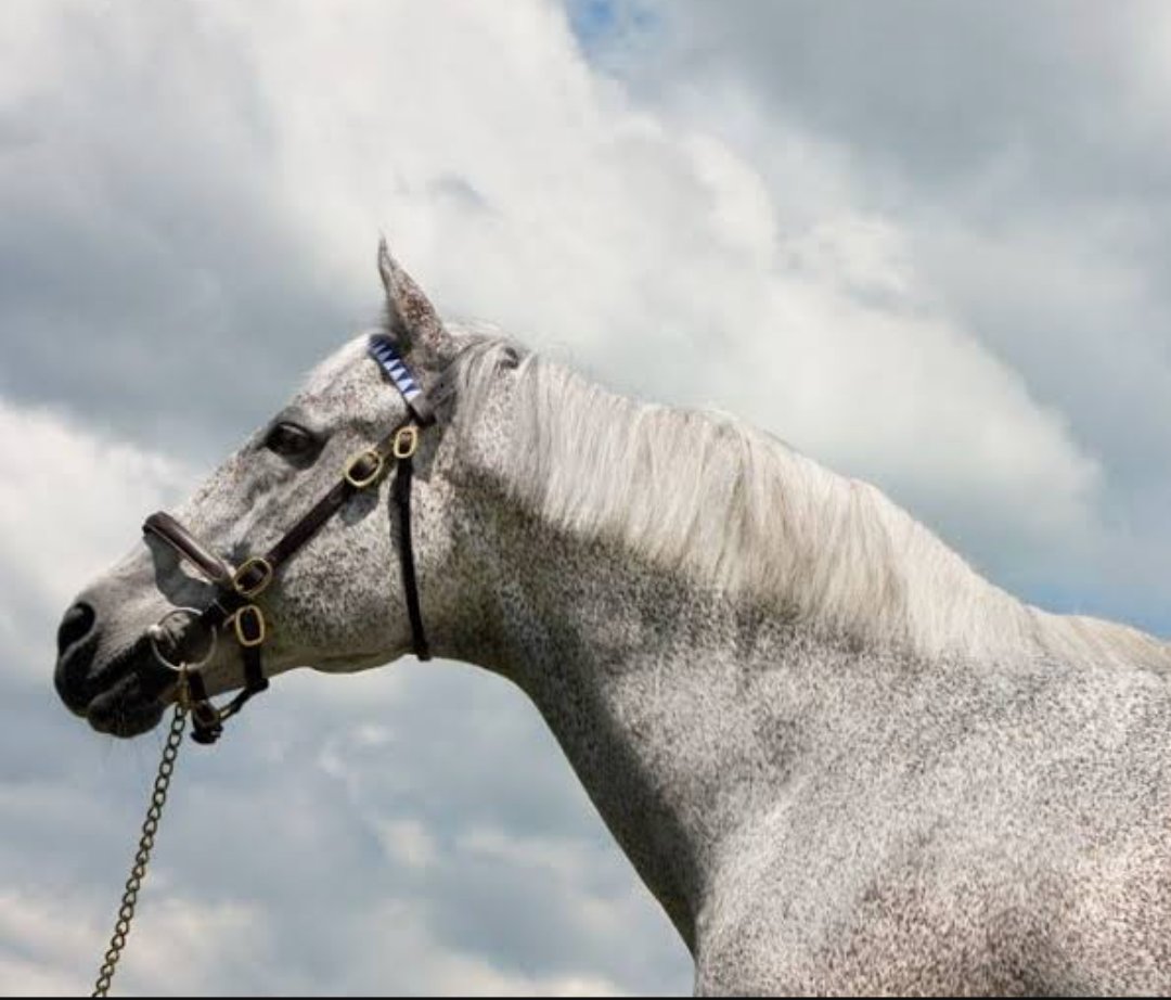 We can bring back good memes, good ppl and narratives. #HolyBull ct is forming. <a href="/stoolpresidente/">Dave Portnoy</a> doesn't belong in jail, he rides free, like his favourite horse, Holy Bull.