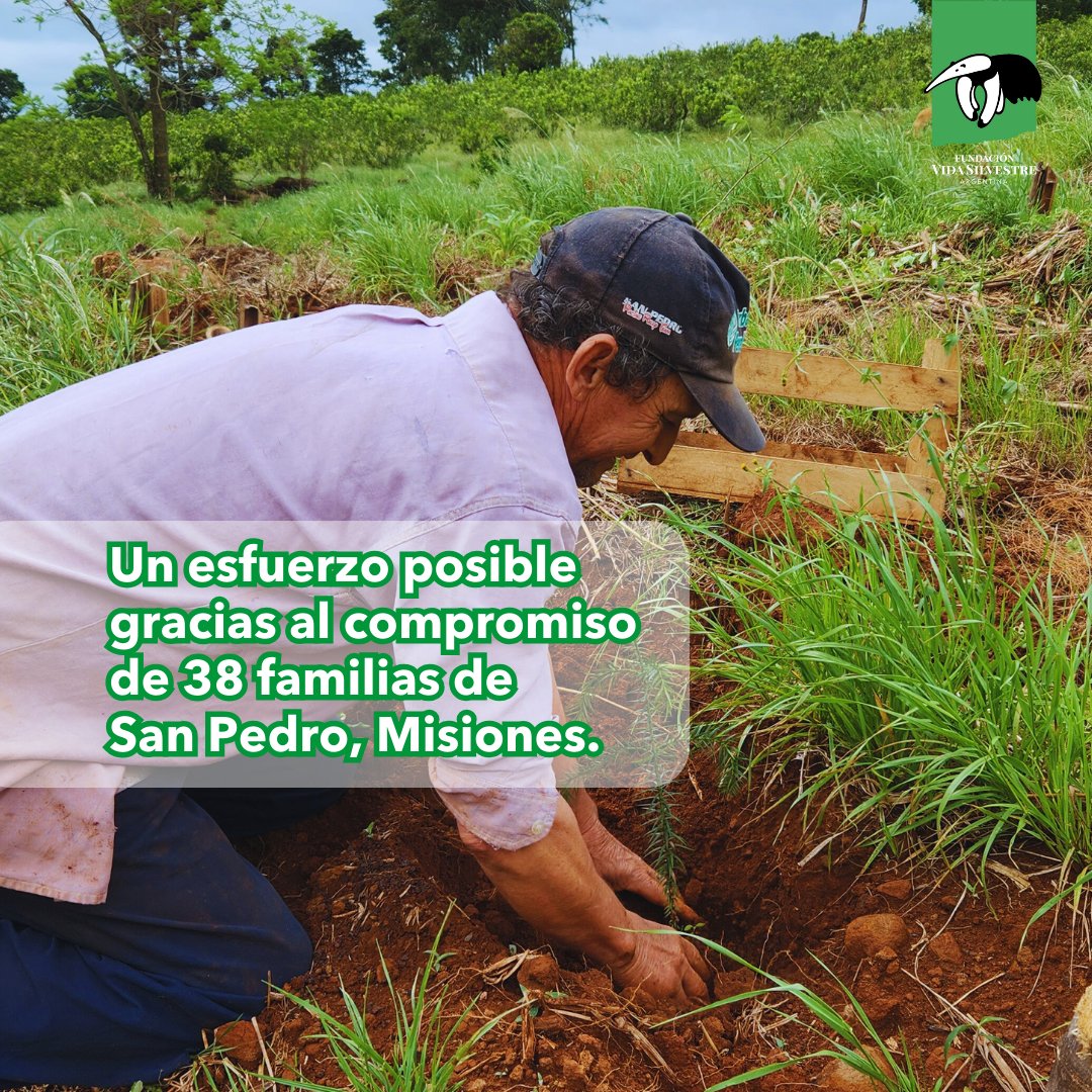 Vida_Silvestre's tweet photo. 🌱 Con este avance, superamos las 380 hectáreas #restauradas en el municipio, fortaleciendo la conectividad ecológica y los servicios ecosistémicos. Un esfuerzo colectivo de @Vida_Silvestre, la Municipalidad de San Pedro y el INTA. https://t.co/BxHbZ81Yso