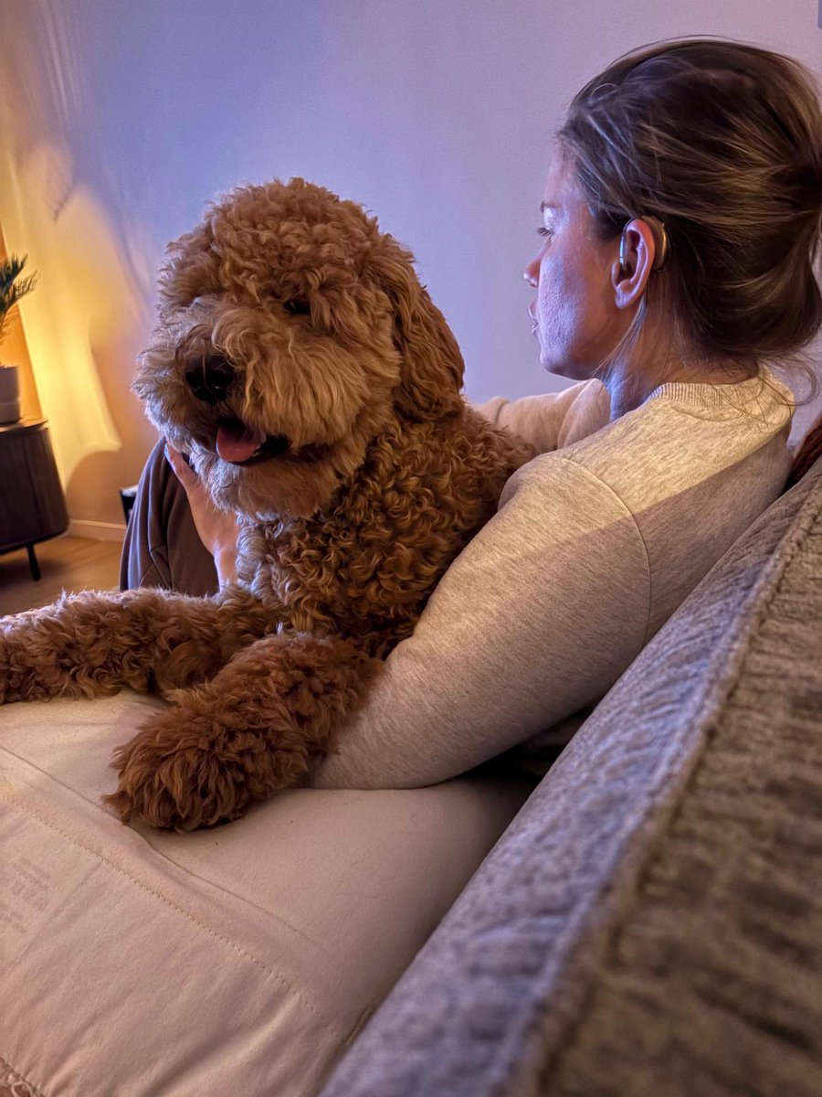 SJEerhart's tweet photo. Life is good 🤩🤩🤩🤩
#Labradoodle
#Soof https://t.co/HFi1XcaNCG