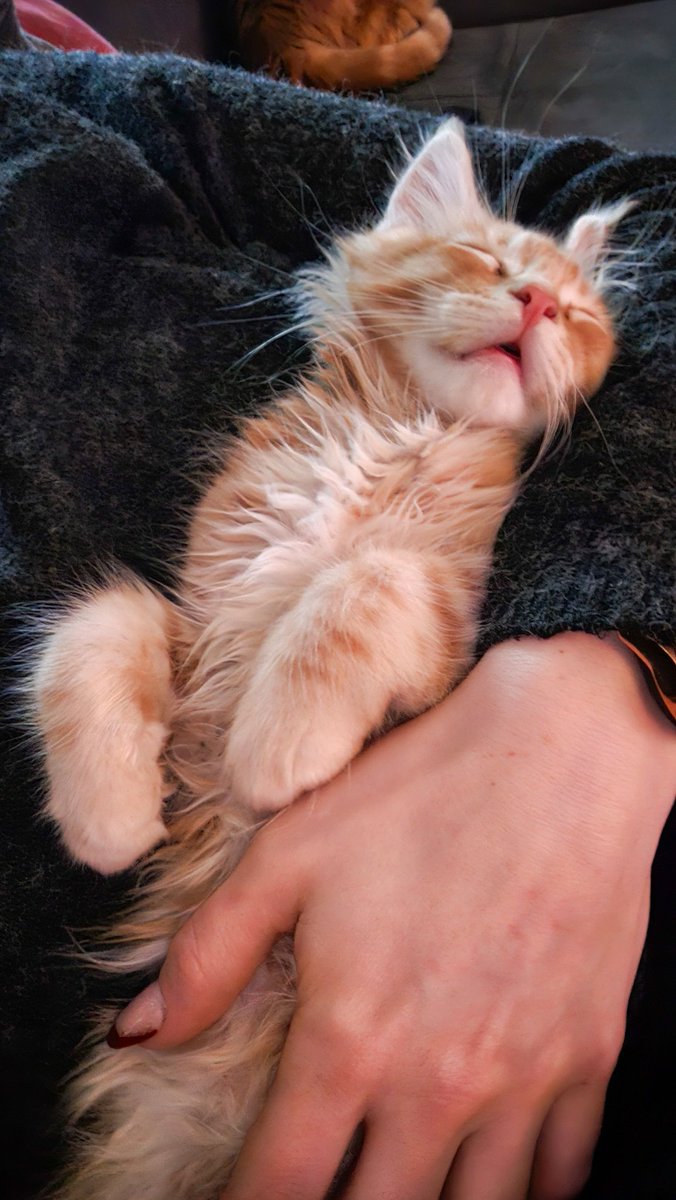 🎃 MiraxyVerse 🎃 tweet media