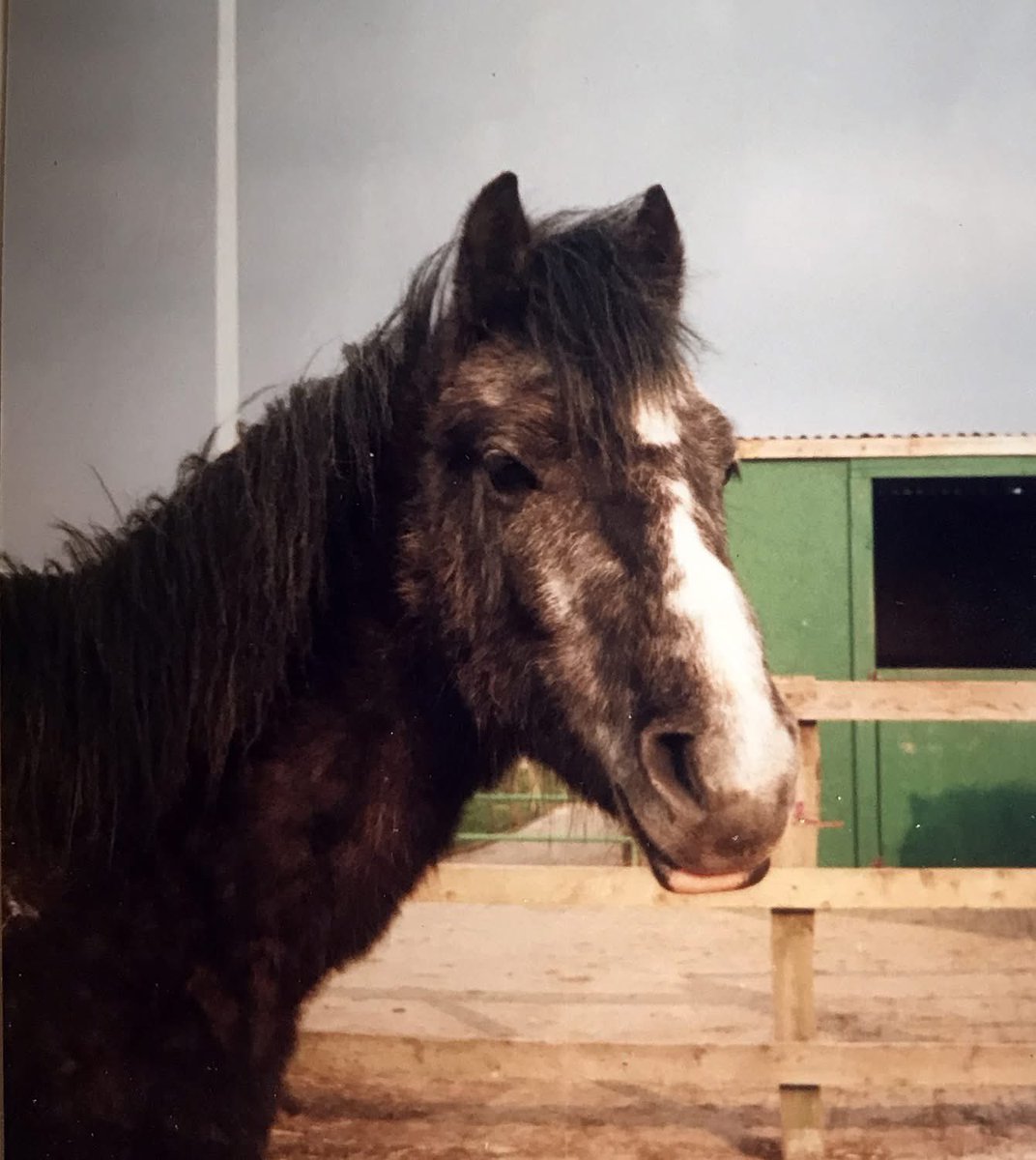 This is Magic now and Black Magic as he was many years ago. He is still teaching juniors to ride at the ripe old age of 35!