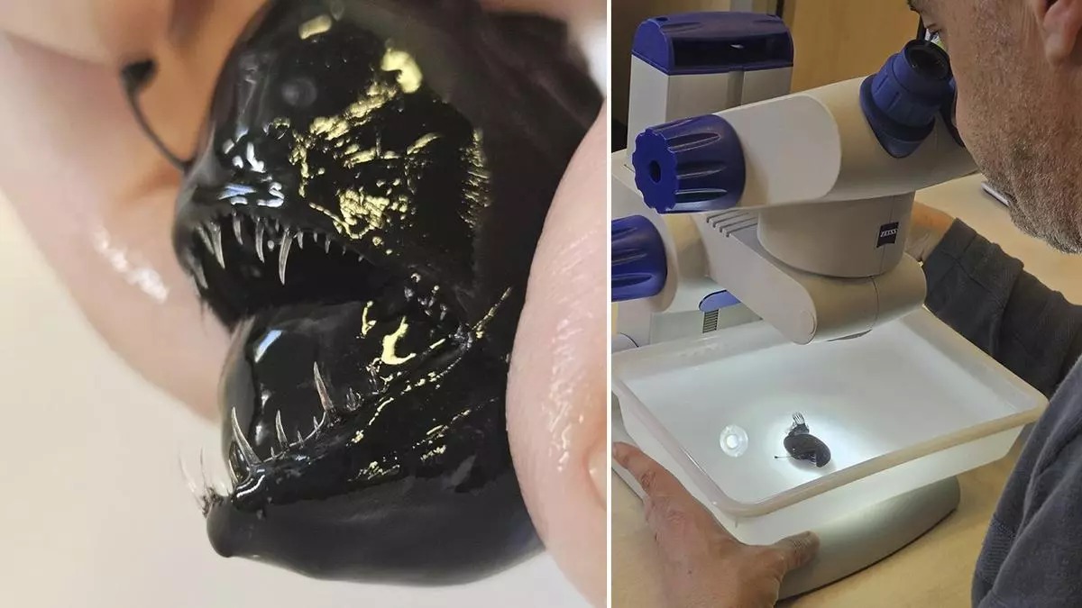 Lo que pides vs. lo que te llega versión pez terrorífico de 4 cm.