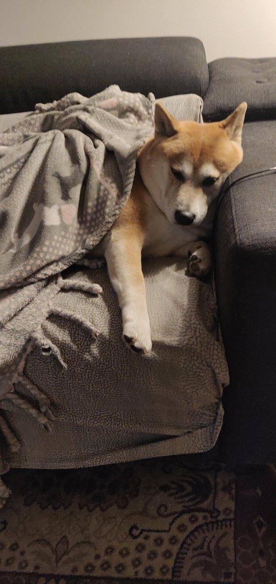 anonymousCow4rd's tweet image. Zampetta rigida...