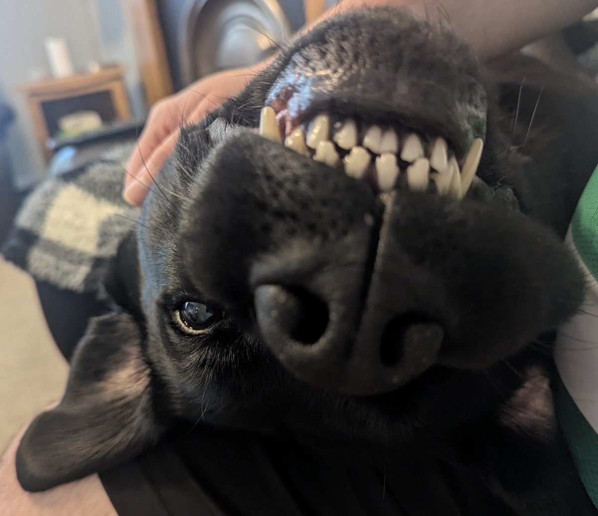 Hey pals! Forgot how this thing works. Since Dad is so utterly useless at this I've taken things into my own hands... I mean paws. What's been happening? 🐾🐾