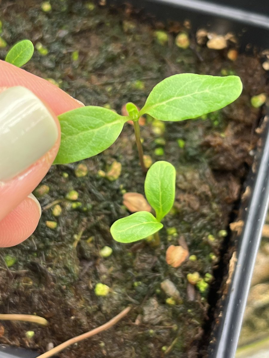 Common milkweed (Asclepius syriaca) grown from seed ❤️ Apaarently not dormant right off the plant 🤔