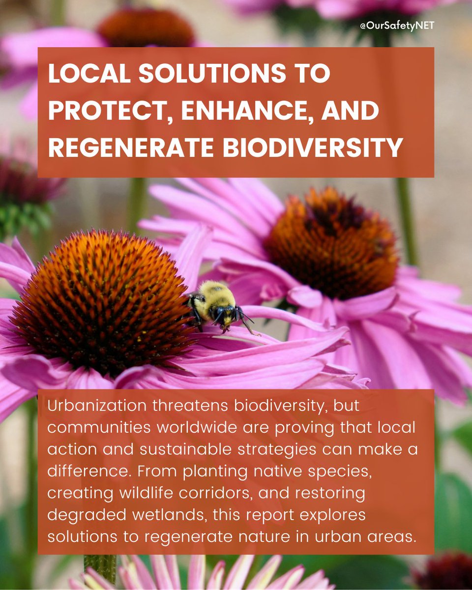 Learn how communities worldwide are tackling #biodiversityloss and how YOU can get involved. Read the full report on our latest blog post: oursafetynet.org/2025/02/12/loc…