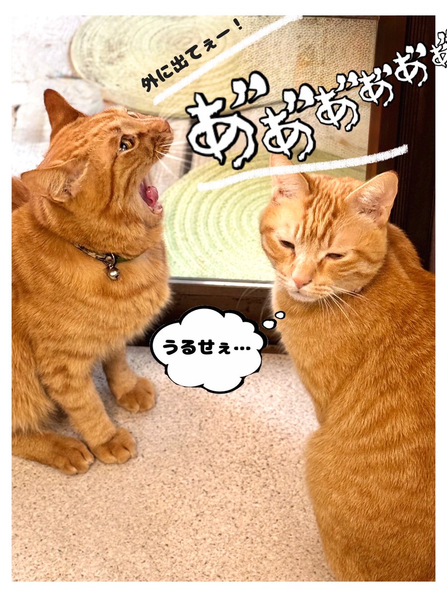 朝のぬこ様② 