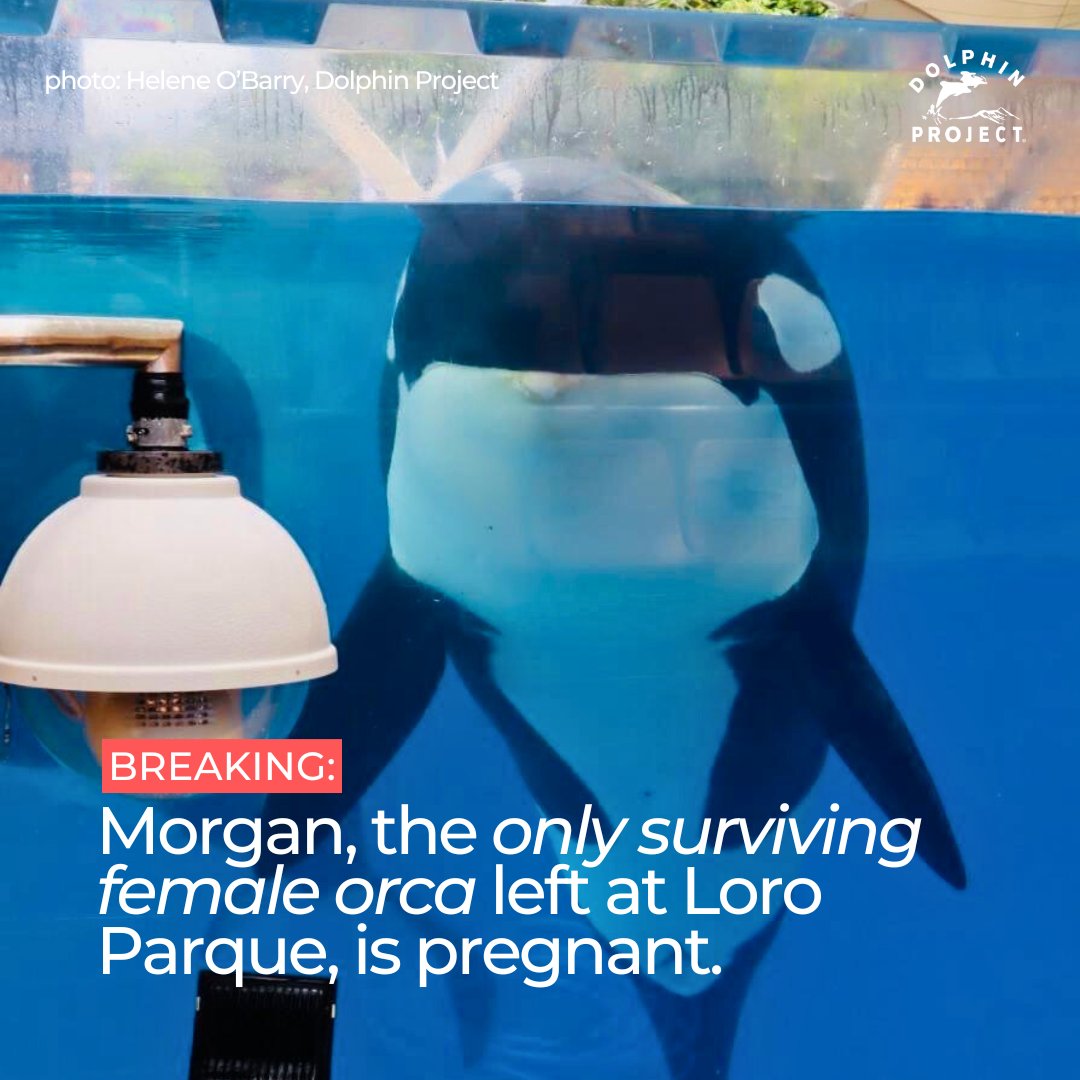 Dolphin Project tweet media