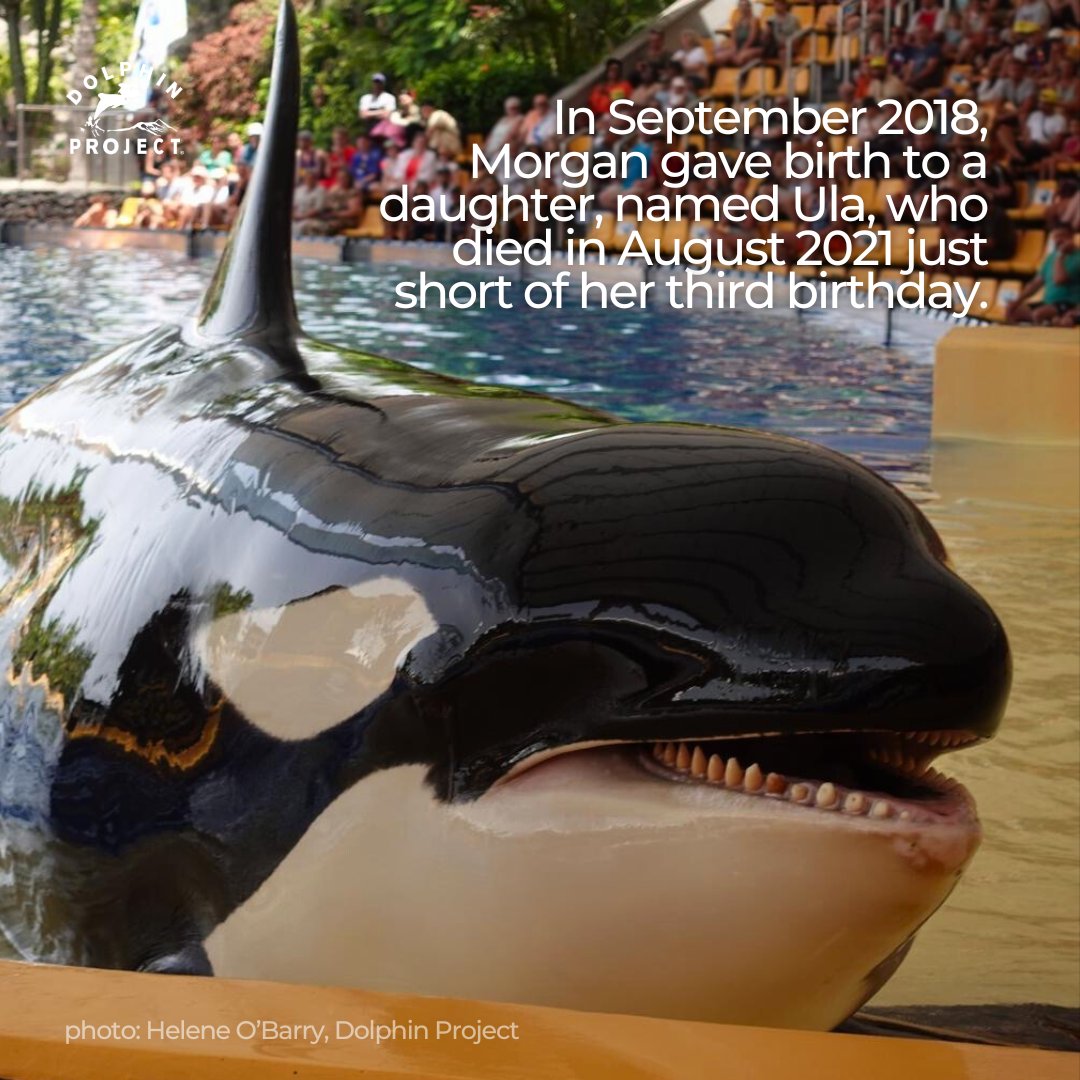 Dolphin Project tweet media