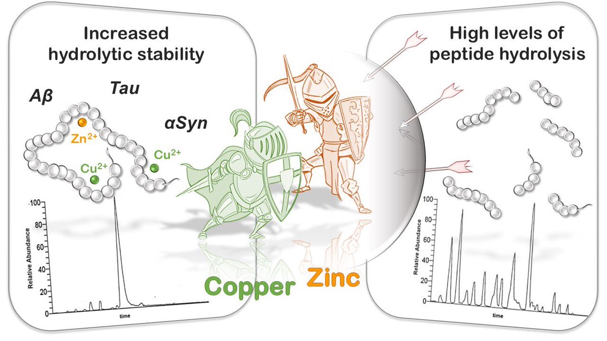 Great work and fantastic collaboration‼️ <a href="/VaLePirota/">VaLentina Pirota</a> Check out our article on the hydrolysis study of neuronal peptides involved in neurodegeneration in the presence of metal ions
<a href="/BioMet_Lab/">BioMet_Lab</a> <a href="/unipv/">Università di Pavia</a> 

mdpi.com/3138578 #mdpimolecules <a href="/Molecules_MDPI/">Molecules MDPI</a>