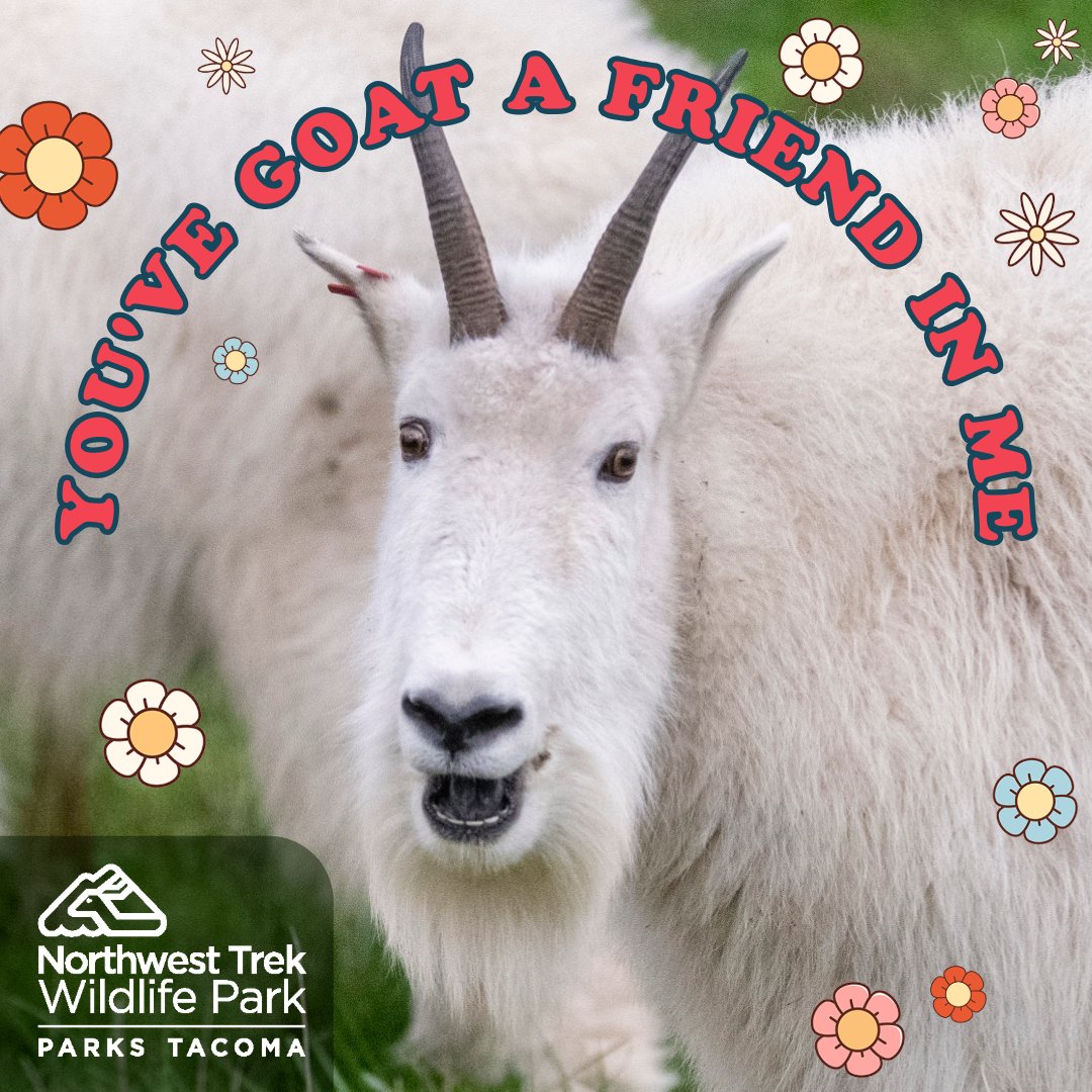 Northwest Trek Wildlife Park tweet media