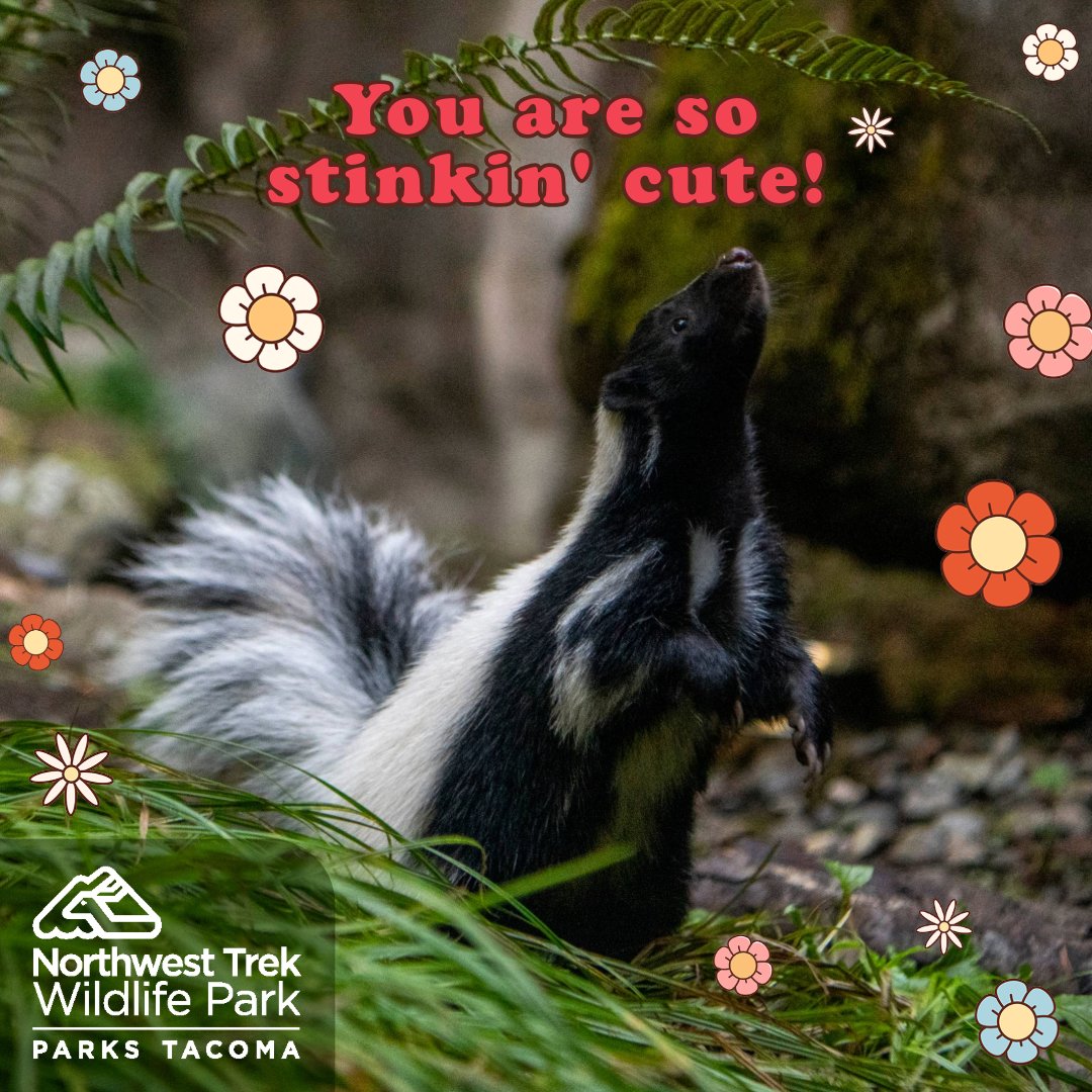 Northwest Trek Wildlife Park tweet media