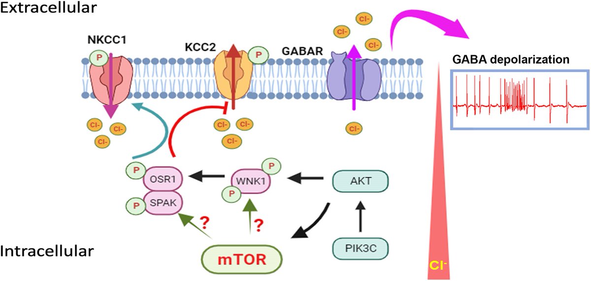 Brain1878's tweet photo. Bakouh et al. study the mechanisms underlying epilepsy in focal cortical dysplasia, and show that somatic brain mutations in mTOR drive the deregulation of chloride co-transporters, leading to paradoxical GABA depolarization and neuronal hyperexcitability. https://t.co/9nEaM3oCqc https://t.co/qyuMZuRWzI