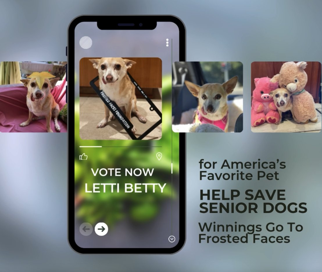 AngelWithPaws's tweet photo. Vote Now on Your Phone &amp; Help Save Senior Pups! I’m on a mission to become America’s Favorite Pet, and if I win, I’ll donate the prize money to save more senior dogs just like me! 
#AdoptDontShop #SENIORDOG #RescueDogs 
https://t.co/T9qnlB5mud https://t.co/7zofKVgT7m